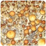 Псилоцибиновые (галлюциногенные)  грибы Psilocybin "Golden Teacher" в Волгодонске